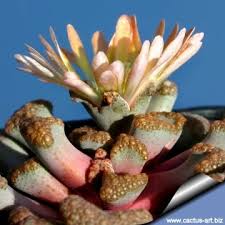 Image result for Xerophyta schlechteri