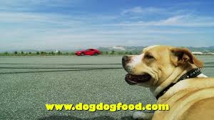 Hot Rod Magizine Roadkill Show Dog Roadkill Dogs Animals