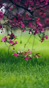 Get Great Wallpaper For Iphone X This Month Wallpaper Nature Flowers Beautiful Nature Wallpaper Flower Images Hd