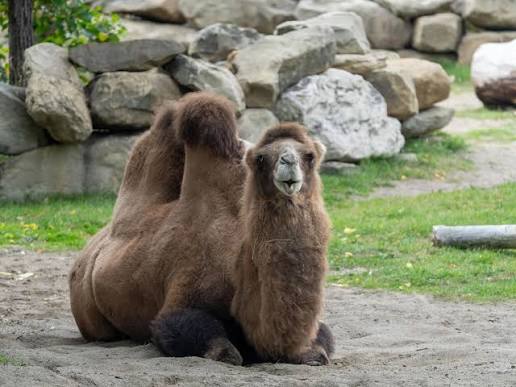 Happy #HumpDay from our Bactrian camel, 'Zsa Zsa'! 🐫 #YourZooYYC
