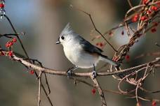Citizen Science: Christmas Bird Count