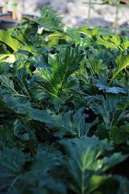 Image result for Acanthus