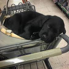 7 Spectacular Breed Focus Labrador Retriever Ideas Lab Dogs Black Lab Puppies Lab Puppies