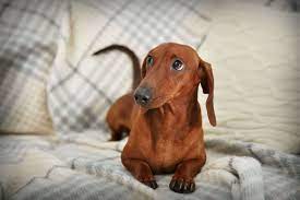 How Do I Know When My Female Dachshund Is In Heat