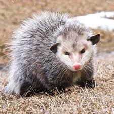 Pin On Animals