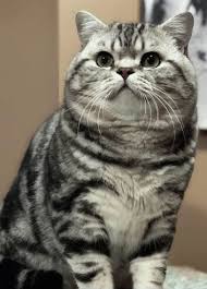 Bertie is a very chunky little chappie indeed :) blue colourpoint british. British Shorthair 8 Months Weight British Shorthair