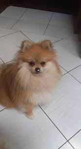 pin on pomeranian pomimo dogs a mix of american eskimo and pomeranian