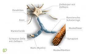 Multiple Sklerose Ms Symptome Diagnose Therapie Verlauf Onmeda De