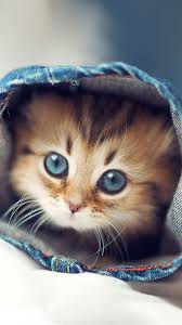 Iphone 6 Wallpaper Kittens