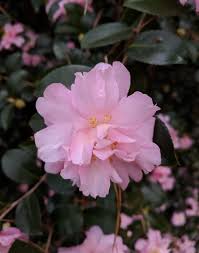 Camellia Sasanqua Pink Snow Kamelya