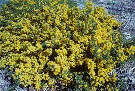 Image result for Acacia lasiopetala