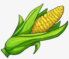 Here at pipes and cigars we have the most extensive selection of pipes. Corn On The Cob Maize Clip Art Corn Draw Png Image Transparent Png Free Download On Seekpng