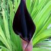 Typically calla lily bulbs have one side that's smoother than the other. 1