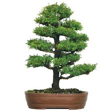 Maybe you would like to learn more about one of these? Dwarf Cryptomeria Care