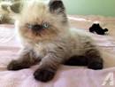 Herbie - Red Shell Cameo & White Persian Kitten For Sale