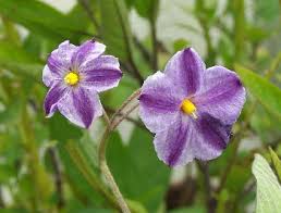 Image result for Solanum muricatum