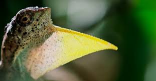 Also known as flying dragons and flying lizards, lizards of the draco genus (within the agamid family) are known for their ability to glide through the air of south and southeast asia. Draco Lizards Are Often Called Flying Dragons Here S Why The Rainforest Site News