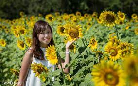 Bagi pengembaraan kali ini, aku dan wife telah ditemani oleh zakiah dan alice dalam misi untuk menjejaki ladang bunga matahari yang terbesar di daerah lopburi, thailand. Mengunjungi Sunflower Field Di Lopburi Thailand The Story Of Lynn