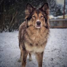 Bakharwal dog is found in northern india. Native American Dog Breeds Cheap Online