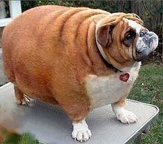 Another breed prone to appearing obese is the english mastiff, which is one candidate for the largest breed overall, with males weighing up to 250 pounds (110 kg). Fat Dogs Webner House
