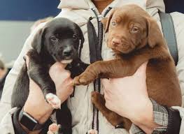 Click here to view dogs in new jersey for adoption. 6gu58d6ljg4opm