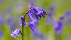 To add either a tinge of flavour or maybe something more determined, more. When Do Bluebells Flower Woodland Trust