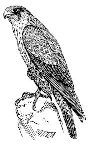 Peregrine Falcon Bw Falcon Tattoo Falcon Art Falcon Drawing