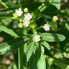 Image result for Gisekia pharnaceoides