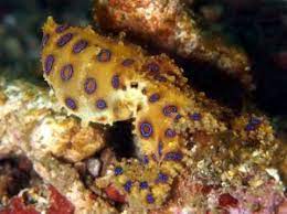 Greater Blue Ringed Octopus Octopus Blue Ringed Octopus Facts Octopus Facts