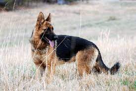 See more ideas about german shepherd wallpaper, german shepherd, shepherd. Gsd Wallpapers Top Free Gsd Backgrounds Wallpaperaccess