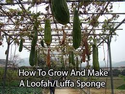 How To Grow And Make A Loofah Luffa Sponge Organic Gardening Tips Luffa Loofah
