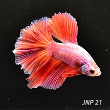 Live Betta Fish Male Young Pinky Half Moon Jnp21 Betta Fish Betta Beautiful Fish