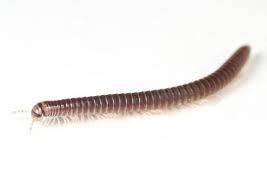 Contact yacht's central agent to get the best price. Centipede Vs Millipede 9 Similarities 7 Differences 8 Surprising Facts Pest Wiki