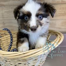 Australian shepherd puppies for sale under 200 in california. Buy Australian Shepherd Online Aussie Puppies Home Land Puppies