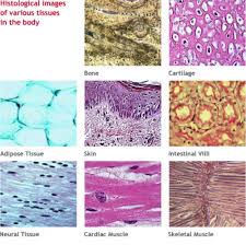 What are the four types of animal tissues and their functions. Small Animal A P Chapter 4 Tissues Living Communities Flashcards Quizlet