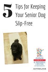 Five Tips For Keeping Your Senior Dog Slip Free Senior Dog Dogs Pet Safety