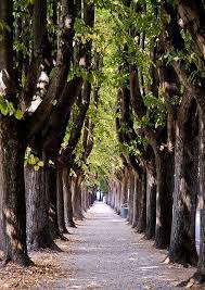 tree lined path in lucca lucca italy lucca places to travel