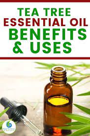 Tea Tree Essential Oil Uses And Benefits Tea Tree Essential Oil Benefits Tea Tree Essential Oil Essential Oil Uses