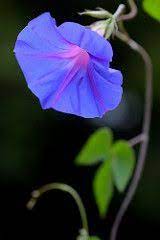 Morning Glory In The Morning Morning Glory Flowers Purple Flowers Love Flowers