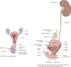 No need to register, buy now! Reproductive Organs Atlas Of Anatomy