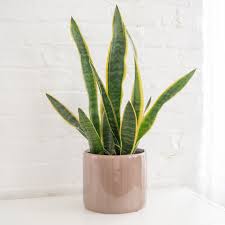 I have worked in the interior landscape industry for more than 30 years taking care of indoor plants. Snake Plant Care Growing Guide
