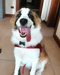 St bernard german shepherd mix has a thick double coat with long hairs. 29 Adorable Border Collie Mixes That Will Steal Your Heart Bordercolliehealth