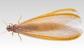 Termite antennas are also completely straight, and do not have the distinct waist an ant has. Flying Termites In Your Home Get Rid Of Winged Termites Now