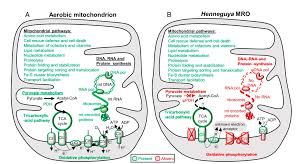 We did not find results for: Inaki Ruiz Trillo Pa Twitter A Mitochondrion Related Organelle In Myxozoa Cnidarians Henneguya Salminicola Does Not Have Mitochondrion Genome And Lost The Ability To Perform Aerobic Cellular Respiration Research Cnidarians Animals Anaerobic