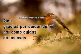 Gracias Dios Por Cuidar De Mi Frases Para Dios Gracias A Dios Por Este Dia