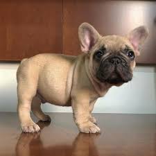 Once successful, how long will they be pregnant for? D A I L Y F R E N C H I E On Instagram P E A N U T Feature Of Jmarcoz Frenchbulldog Fre French Bulldog Puppies Cute Animals Baby Animals