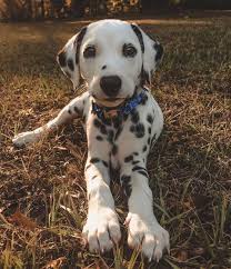Pin By Rozalie Mickova On Pets In 2020 Happy Animals Puppy Dog Eyes Big Puppies