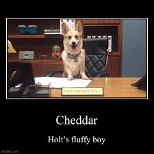 While holt is en route to visit kevin in paris, jake and amy inadvertently lose his dog. Cheddar Imgflip
