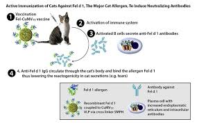 Cats exposed to allergens may develop allergies or allergic reactions. New Cat Allergy Vaccine For Cats Eliminates Allergic Reactions For Humans Intelligent Living