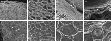 Image result for Ardisiandra sibthorpioides